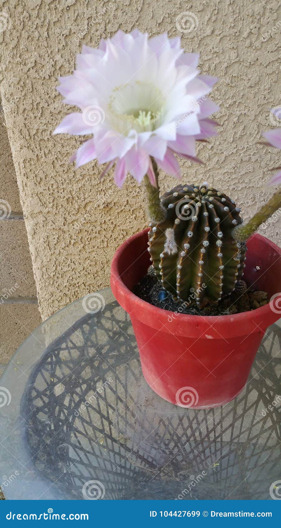 Flor Do Cacto Que Floresce Uma Vez Por Ano Imagem de Stock - Imagem de  isso, vaso: 104427699