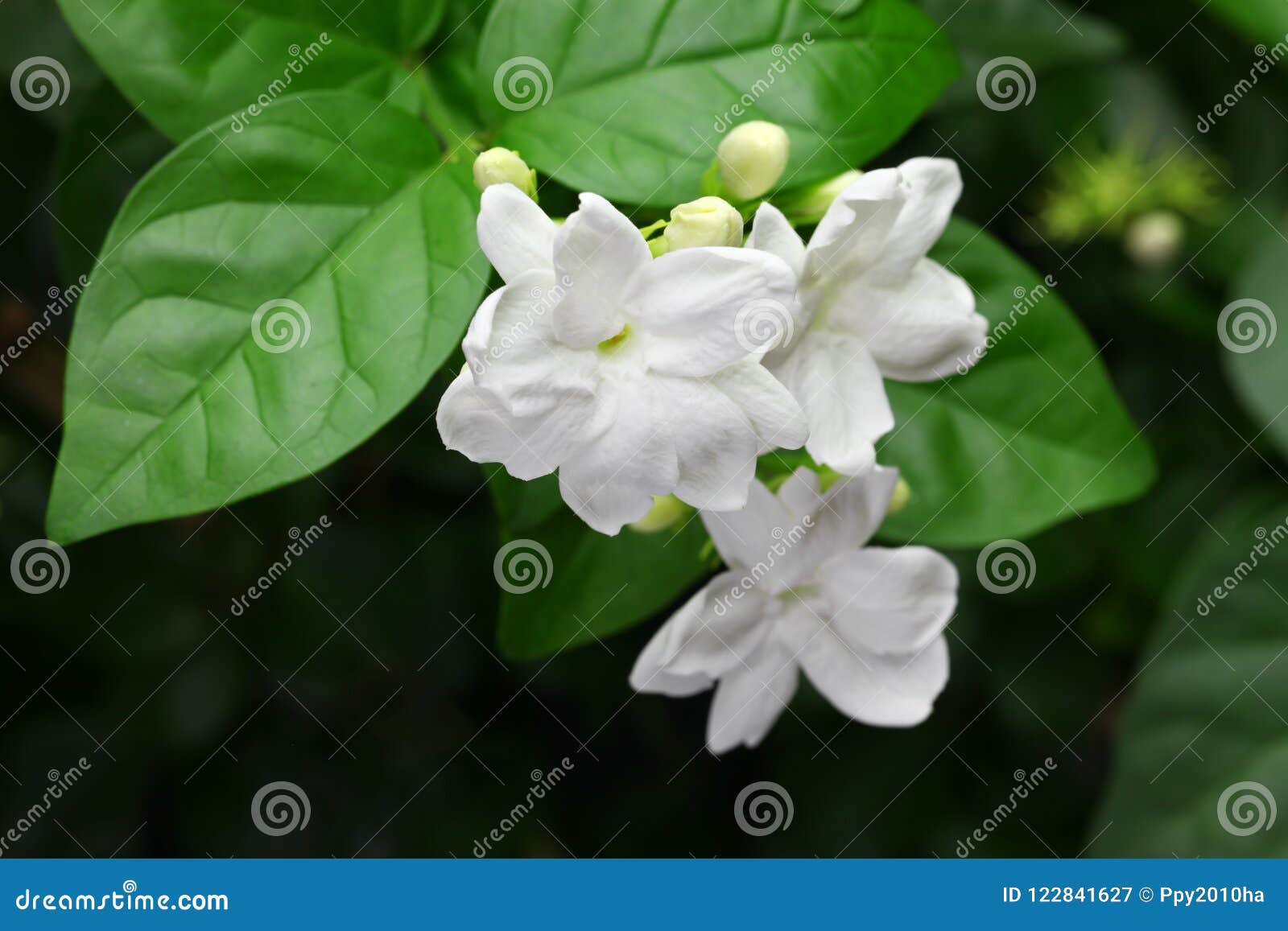 Flor Do Chá Do Jasmim, Jasmim árabe, Sambac Do Jasminum Imagem de Stock -  Imagem de florescer, filial: 122841627