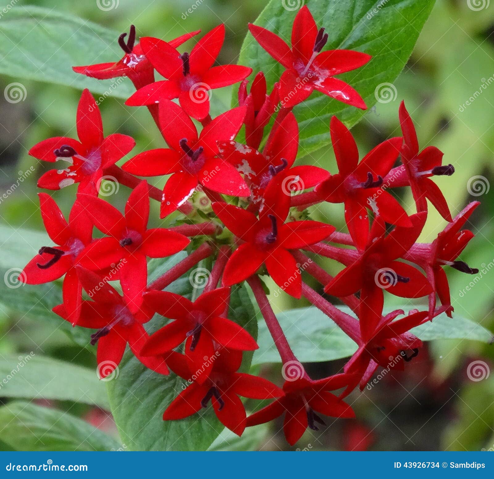 Flor Do Conjunto De Estrela Foto de Stock - Imagem de conjunto, lavado:  43926734