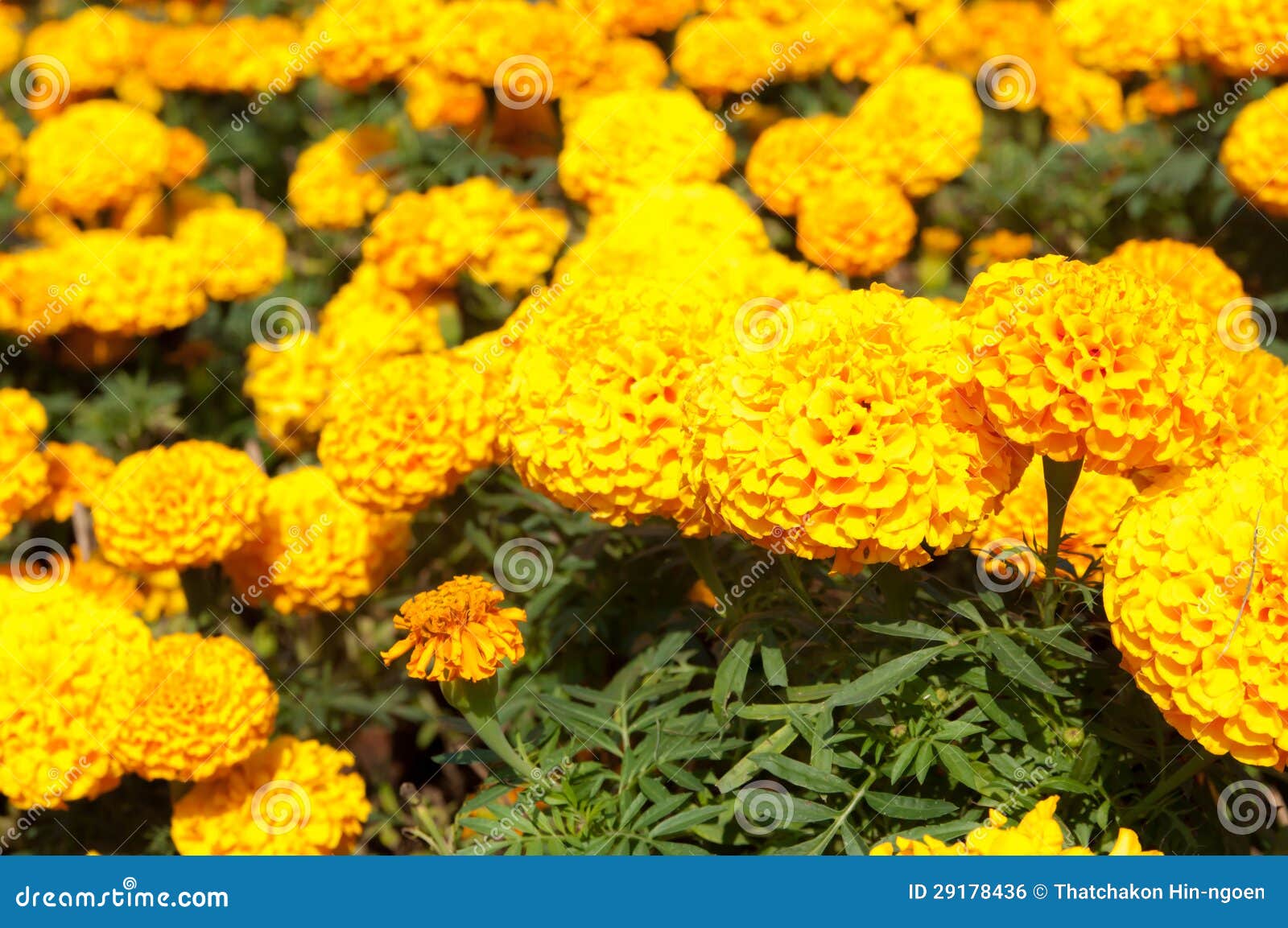 Flor do cravo-de-defunto foto de stock. Imagem de verde - 29178436