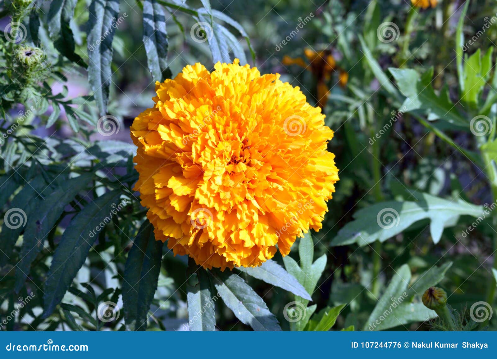 Flor Do Cravo-de-defunto Com Folhas E Botão Foto de Stock - Imagem de  beleza, africano: 107244776