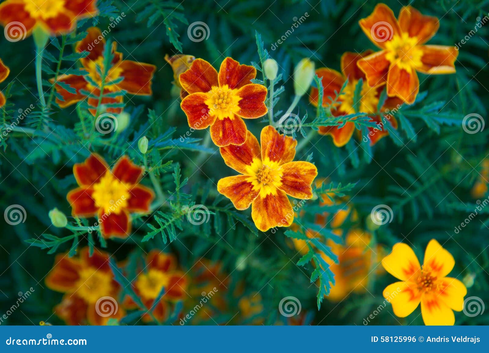 Flor Do Cravo-de-defunto Do Sinete Foto de Stock - Imagem de flores, flor:  58125996