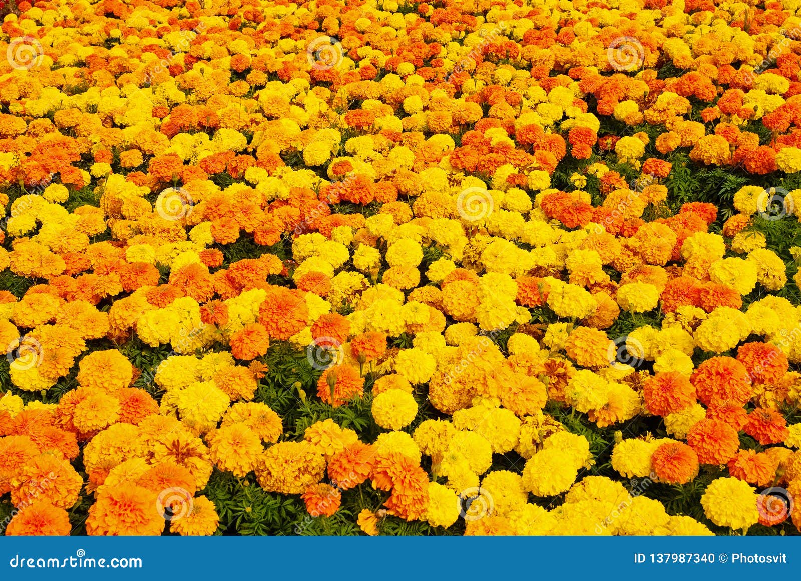 Flor Do Cravo-de-defunto No Fundo Natural Flores Do Cravo-de-defunto No  Jardim Do Verão Flores De Florescência Com Amarelo E O Al Foto de Stock -  Imagem de exterior, brilhante: 137987340