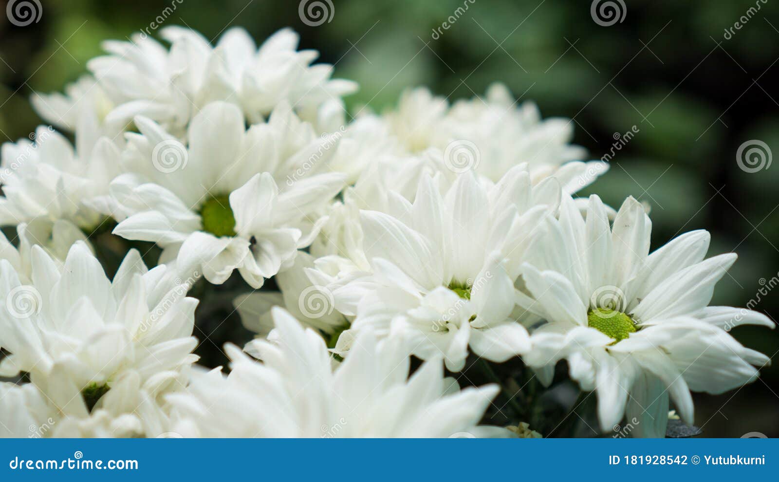 Flor do crisântemo branco foto de stock. Imagem de mola - 181928542