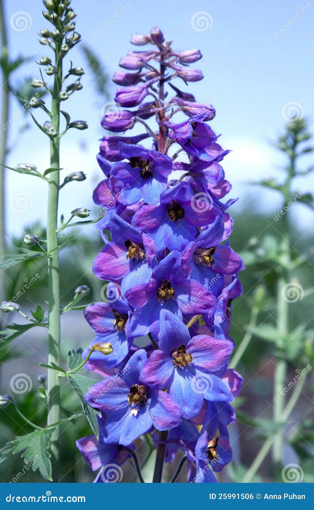 Sunmade-Artificial Seda Flores, Delphinium Flower Branch, Flores Azuis,  Casa, Casamento, Hotel, Decoração, 2 Forks - AliExpress, image size:1042x1690