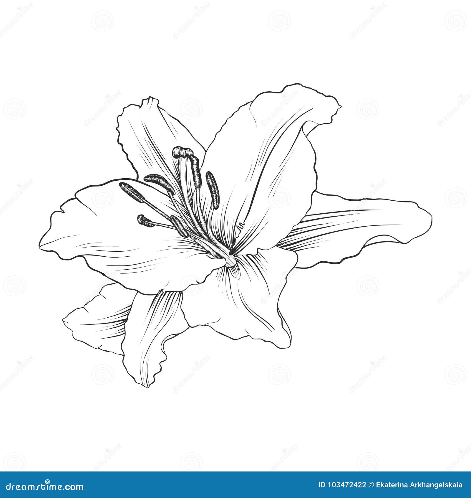 pix Flor De Lirio Desenho flor do desenho do vetor do lirio