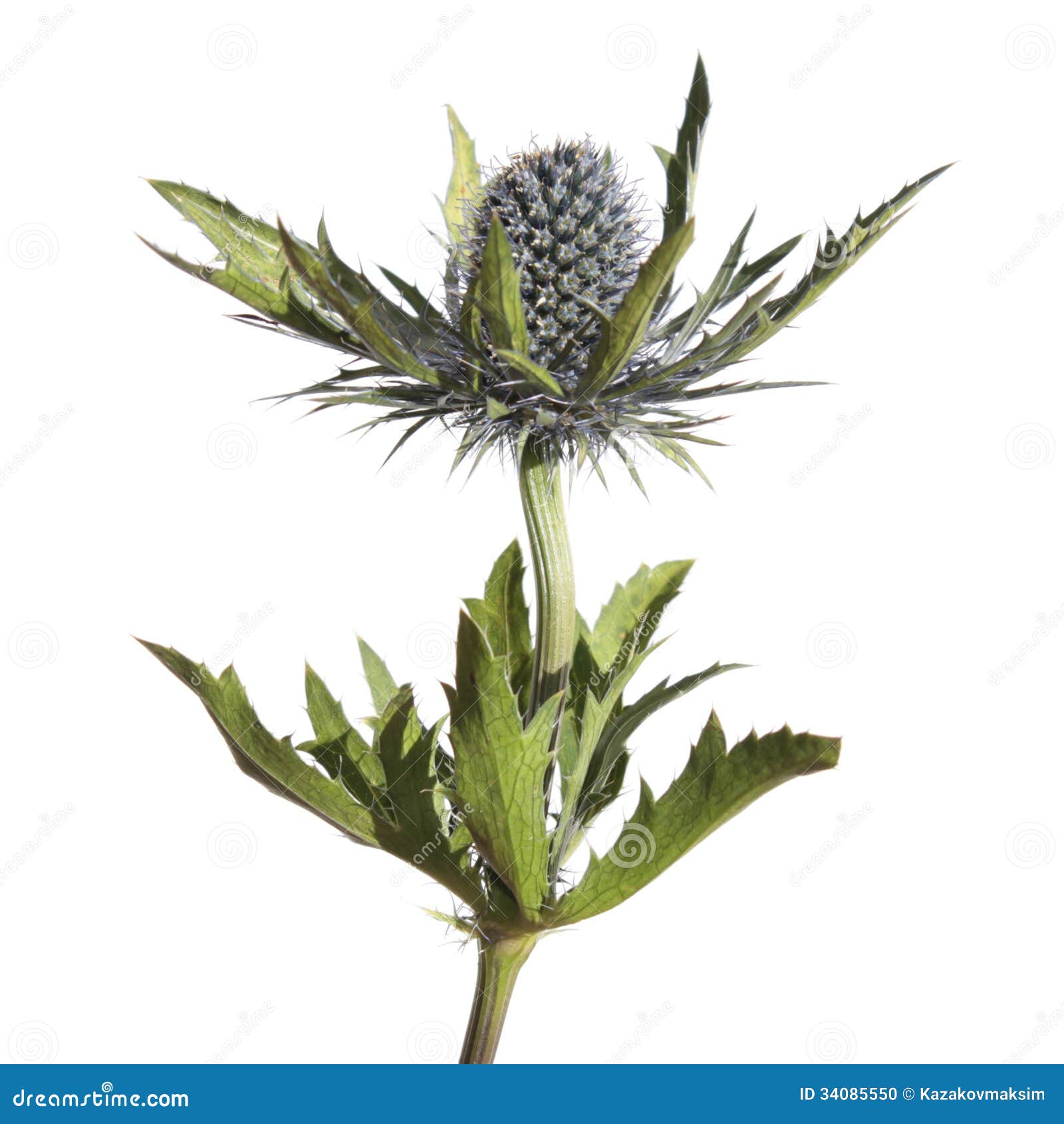 Flor Do Eryngium Isolada No Branco Foto de Stock Imagem de liso