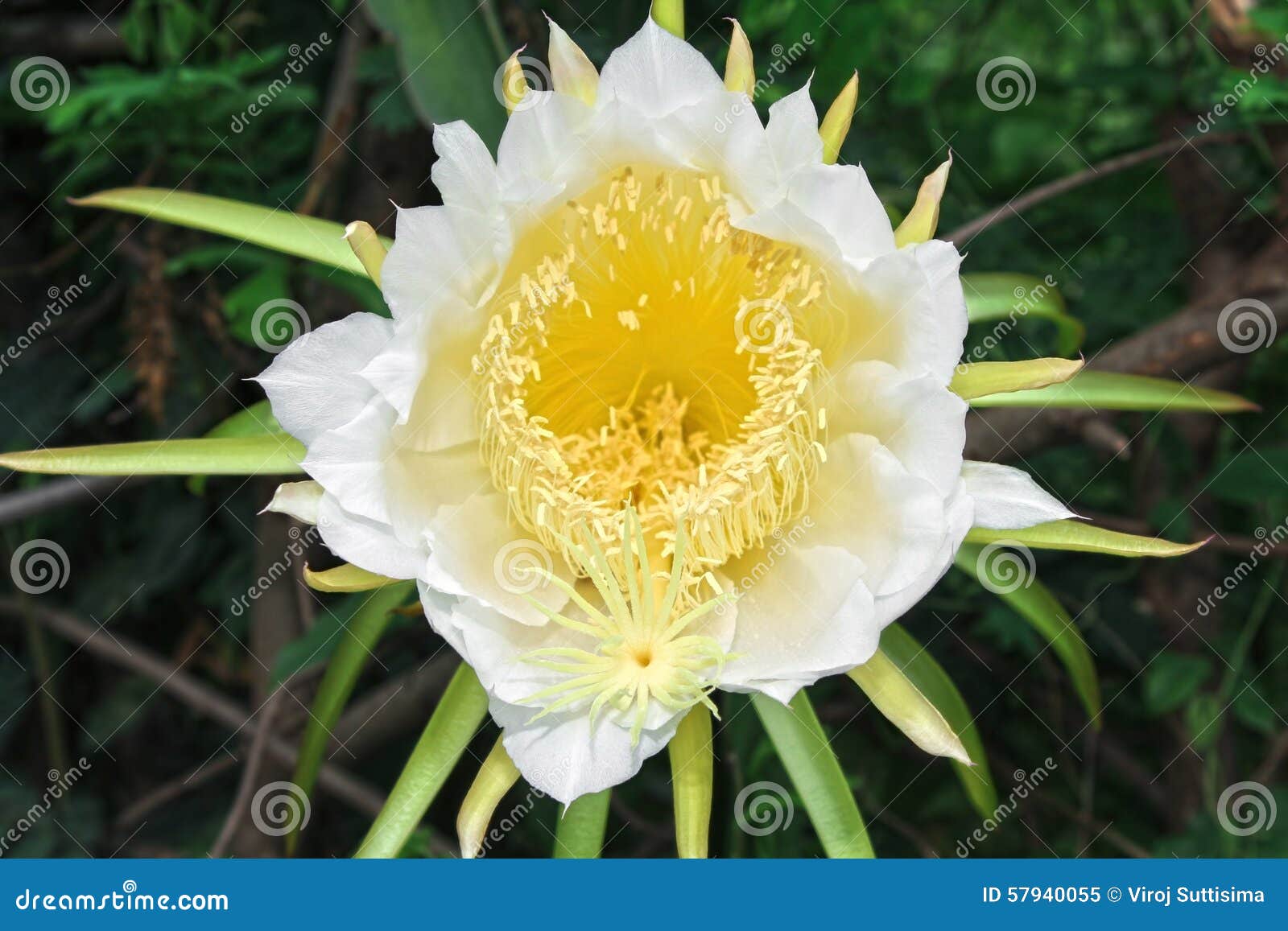 Flor Do Fruto Do Dragão Na Florescência (cactaceae Do Hylocereus) Imagem de  Stock - Imagem de brilho, botânica: 57940055