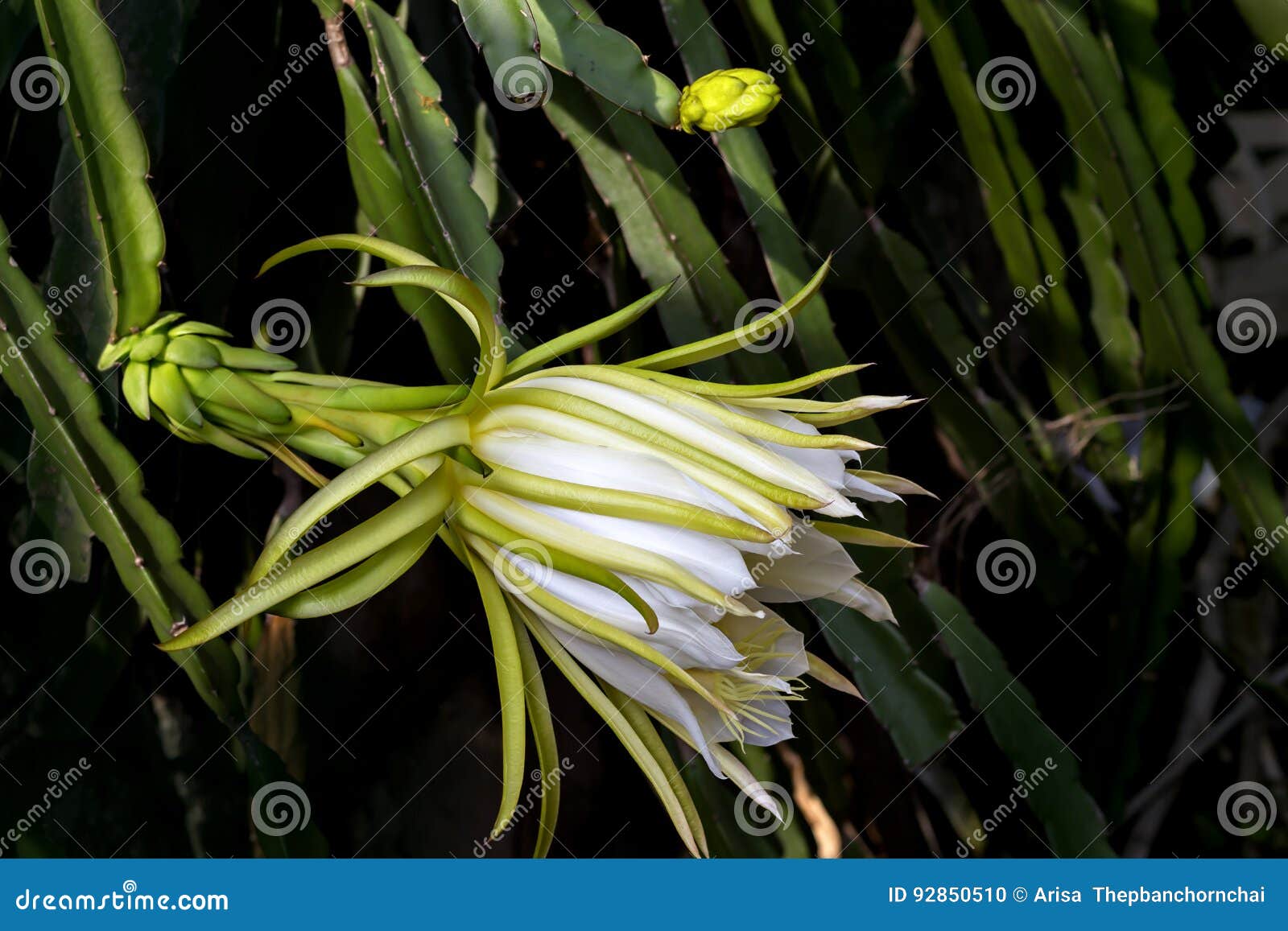 Flor Do Fruto Do Dragão Ou Flor Do Pitaya Que Floresce Na Plantação Foto de  Stock - Imagem de alimento, folha: 92850510