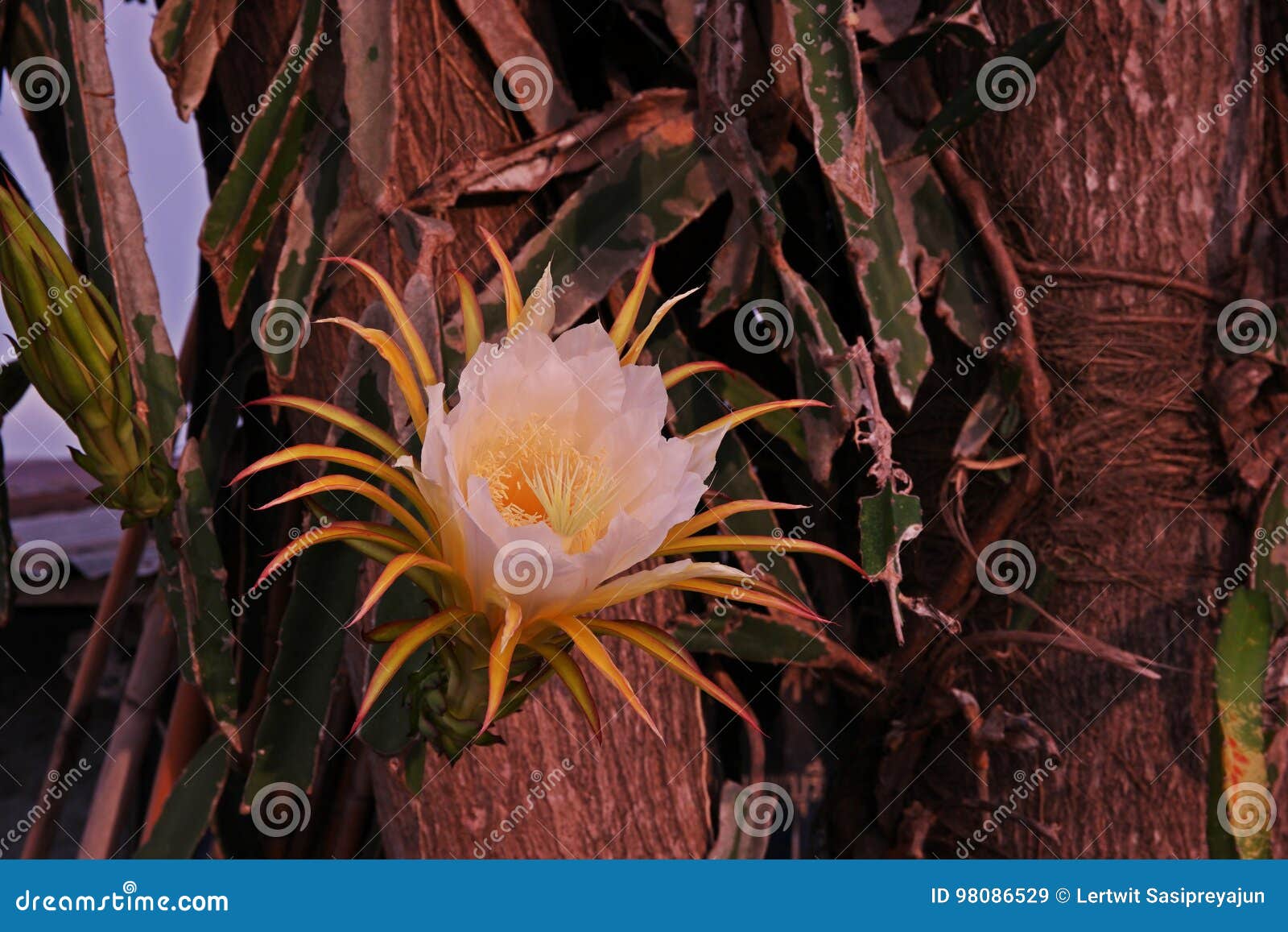 Flor Do Fruto Do Dragão, Planta Do Cacto Com Flor Bonita E Fruto Saudável  Imagem de Stock - Imagem de floral, trajeto: 98086529