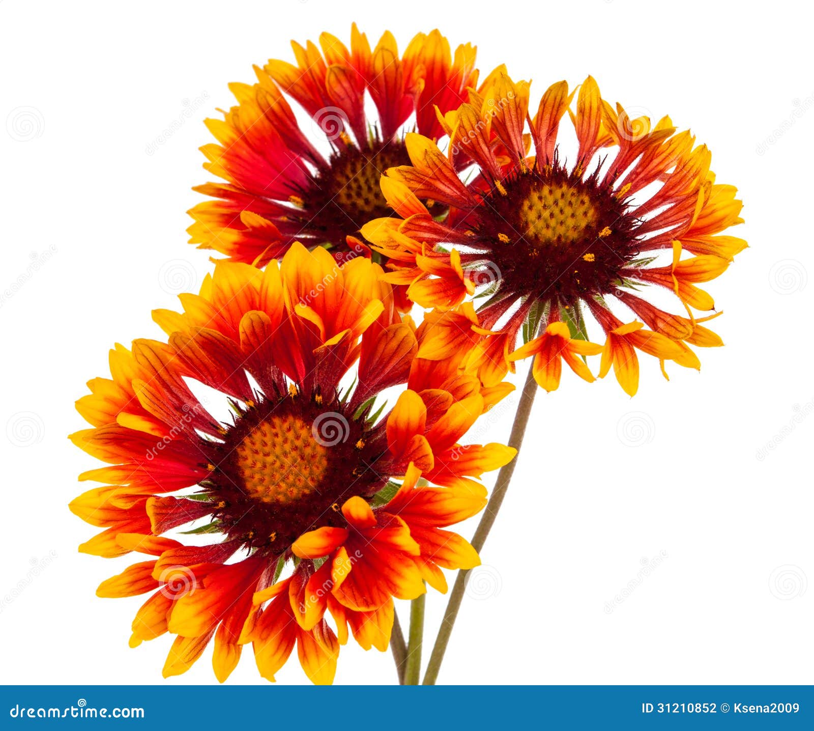Flor do Gaillardia foto de stock. Imagem de flora, vermelho 31210852
