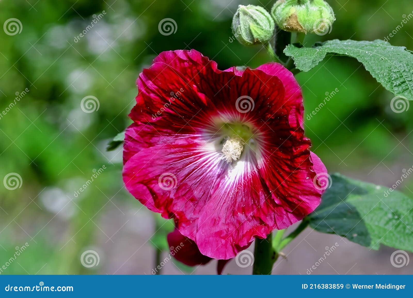 Flor Do Hollyhock Alcea Rosea No Verão Avaria Alemanha Imagem de Stock -  Imagem de nave, folha: 216383859