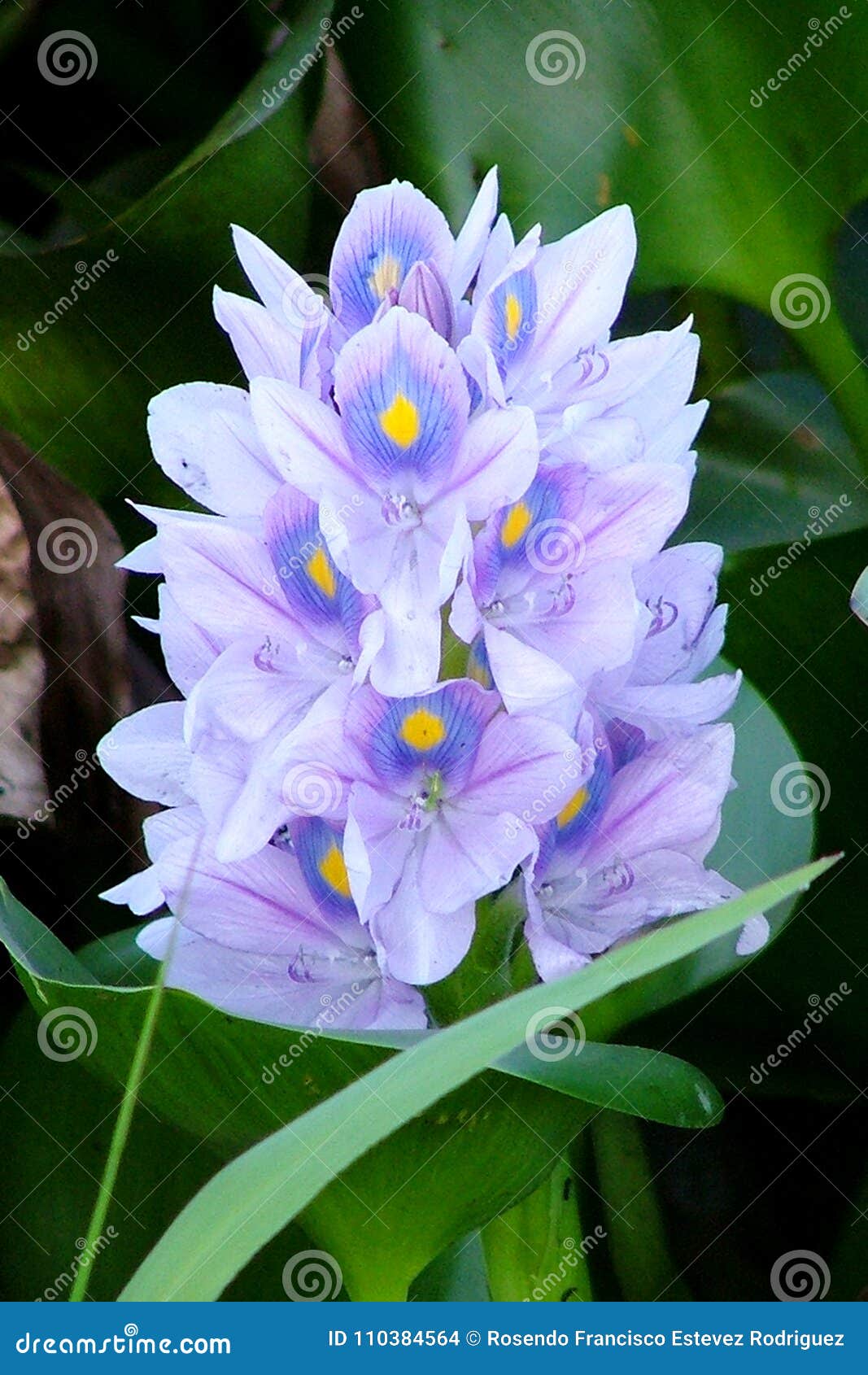 Flor do jacinto de água foto de stock. Imagem de lagos - 110384564