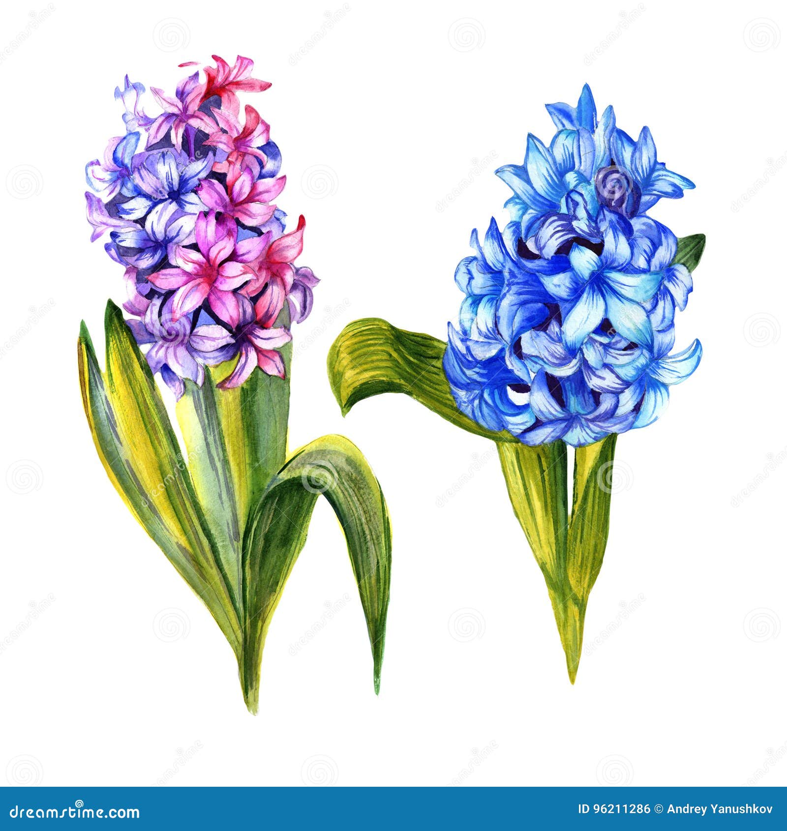 Flor Do Jacinto Do Wildflower Em Um Estilo Da Aquarela Isolada Ilustração  Stock - Ilustração de floresta, botânica: 96211286
