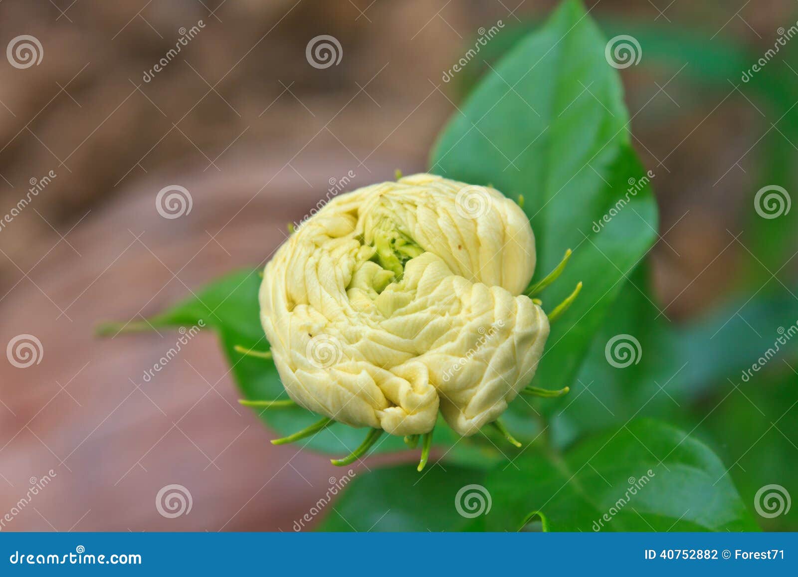 Flor Do Jasmim árabe (sambac Do Jasminum) Na árvore Foto de Stock - Imagem  de perfume, elegância: 40752882