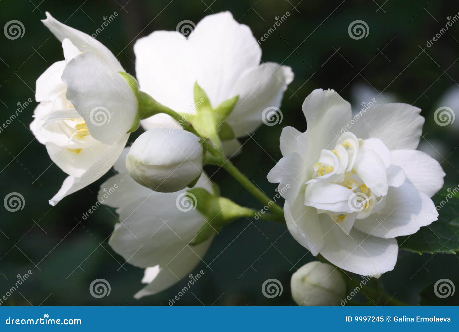 Flor do jasmim imagem de stock. Imagem de verde, arbusto - 9997245