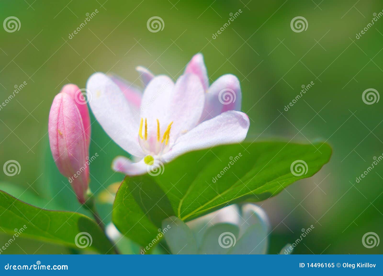 Flor do jasmim cor-de-rosa imagem de stock. Imagem de branco - 14496165