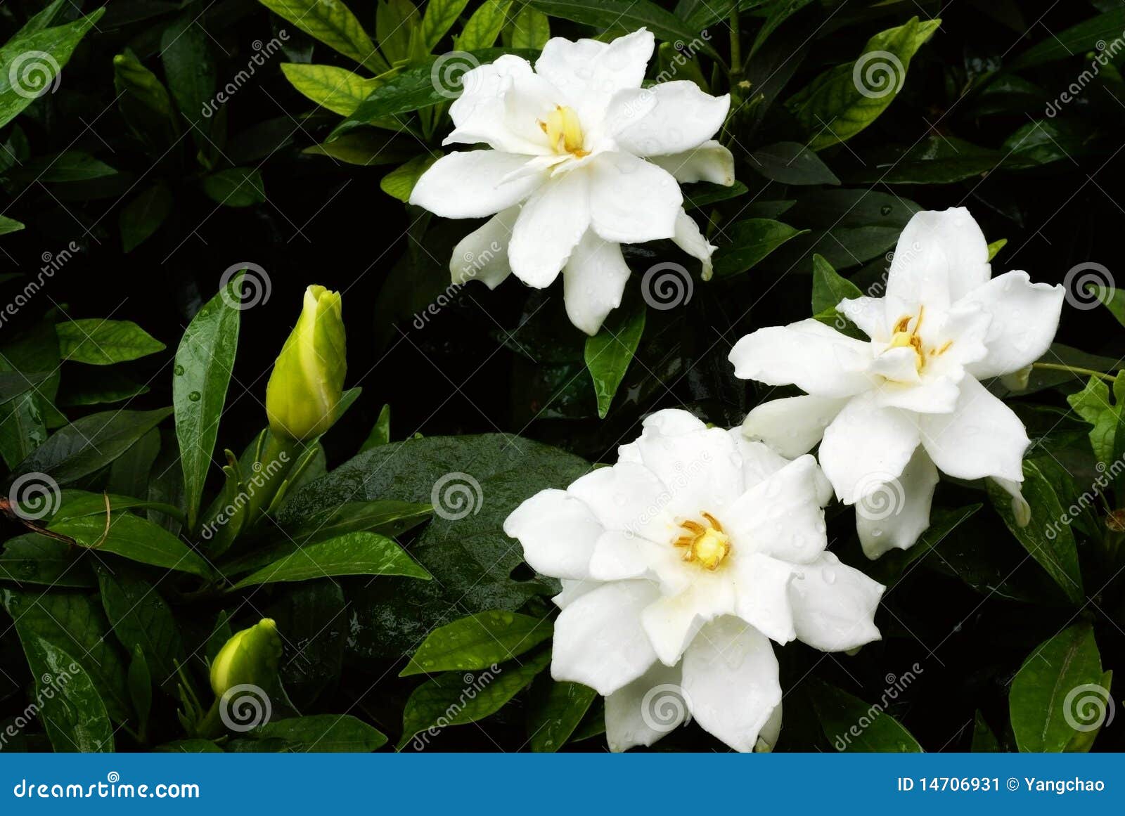 Flor do jasmim de cabo imagem de stock. Imagem de gota - 14706931