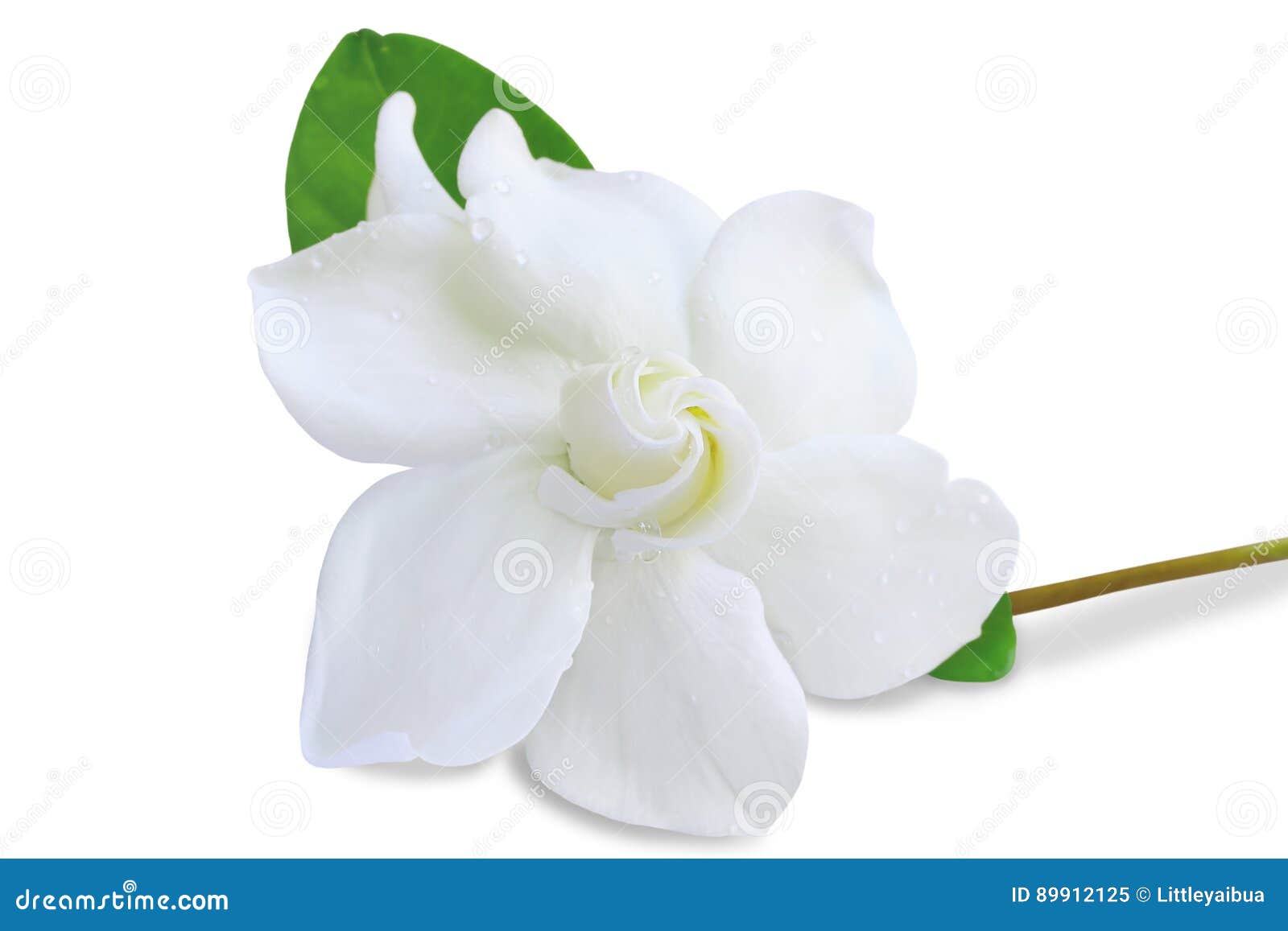 Flor Do Jasmim De Cabo No Fundo Branco Imagem de Stock - Imagem de floral,  bonito: 89912125
