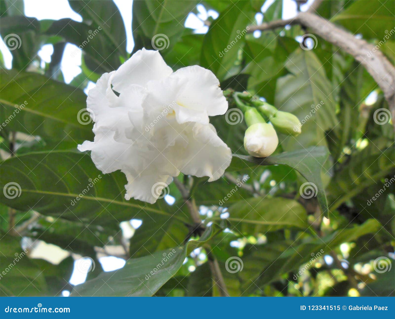 Flor Do Jasmim De Malabar Em Um Jardim Venezuelano Imagem de Stock - Imagem  de venezuelana, casa: 123341515