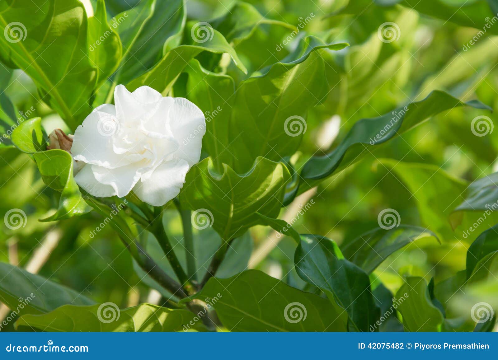 Flor do jasmim na árvore foto de stock. Imagem de fragrância - 42075482