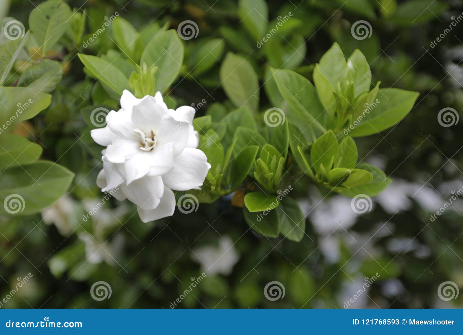 Flor Do Jasmim Do Norte Da Poça De Tailândia Imagem de Stock - Imagem de  flora, flor: 121768593