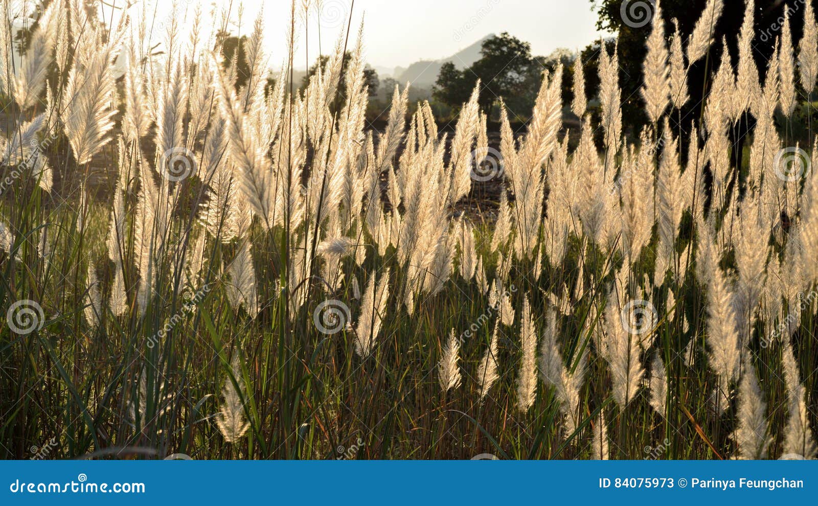 A flor do junco gigante imagem de stock. Imagem de floral - 84075973 A flor do junco gigante imagem de stock. Imagem de floral - 84075973