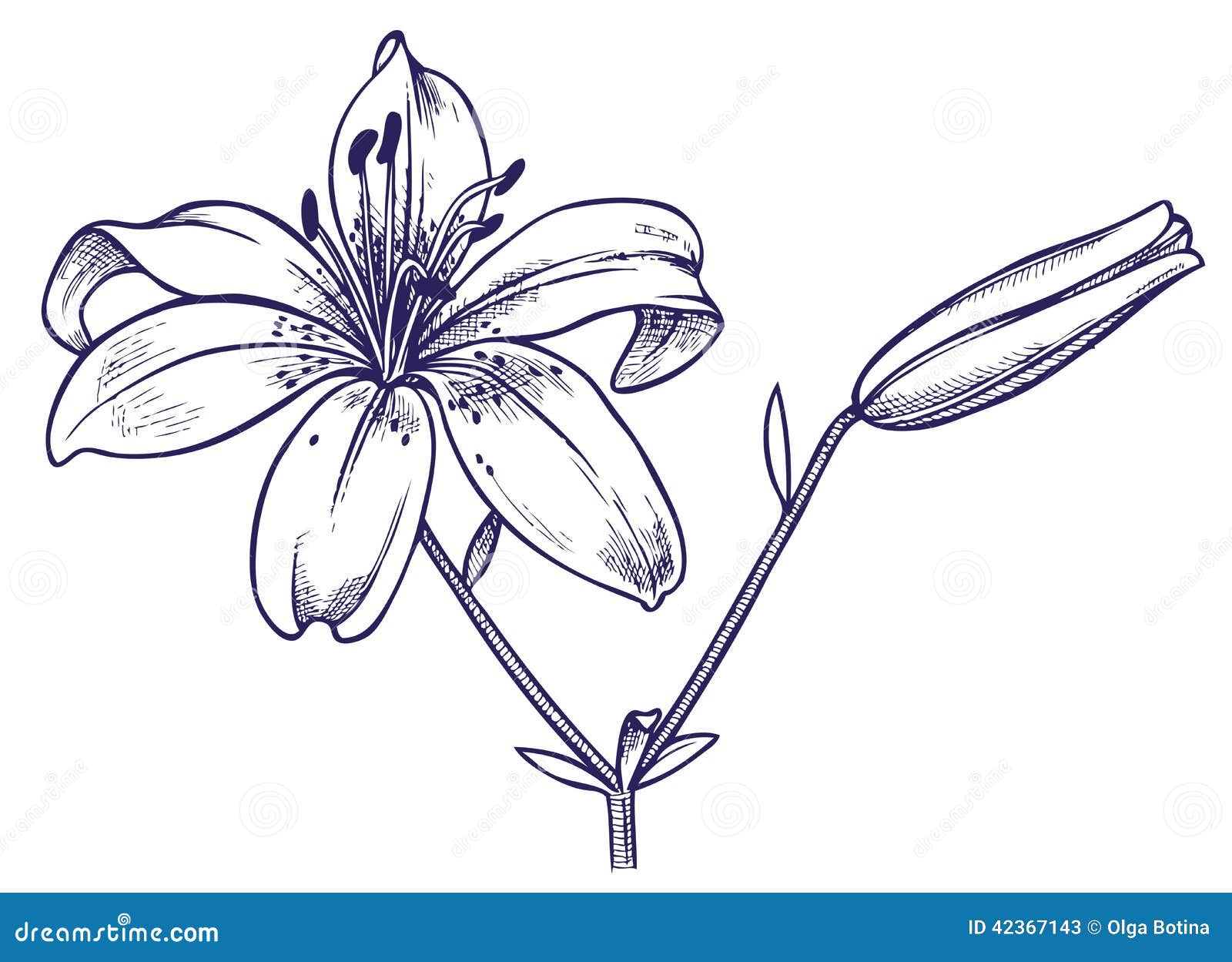 pix Flor De Lirio Desenho dreamstime
