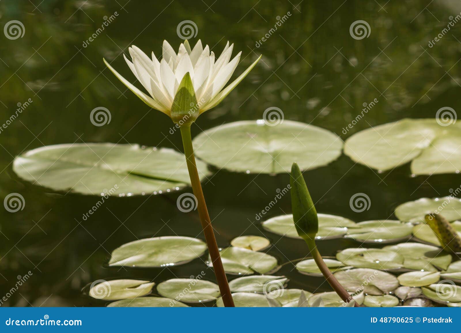 Flor do lírio de água branca. Flor e botões do lírio de água branca