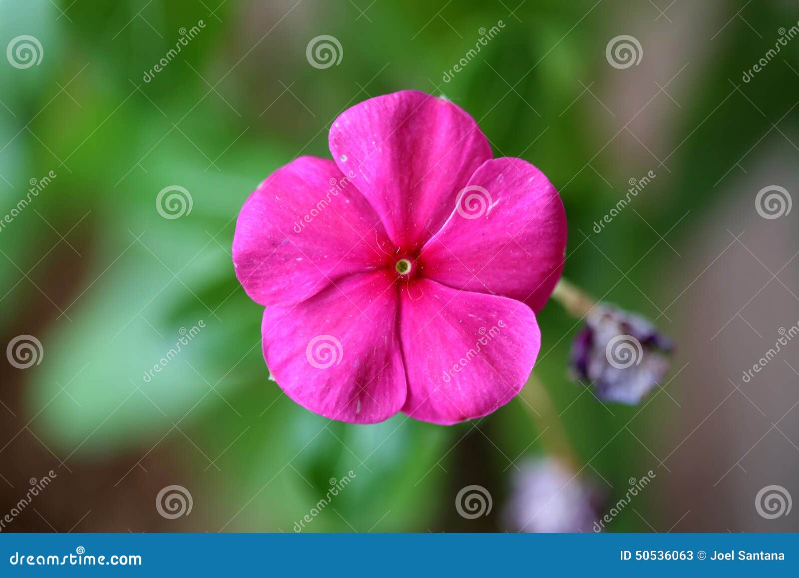 Flor do rosa da boa noite imagem de stock. Imagem de roxo - 50536063