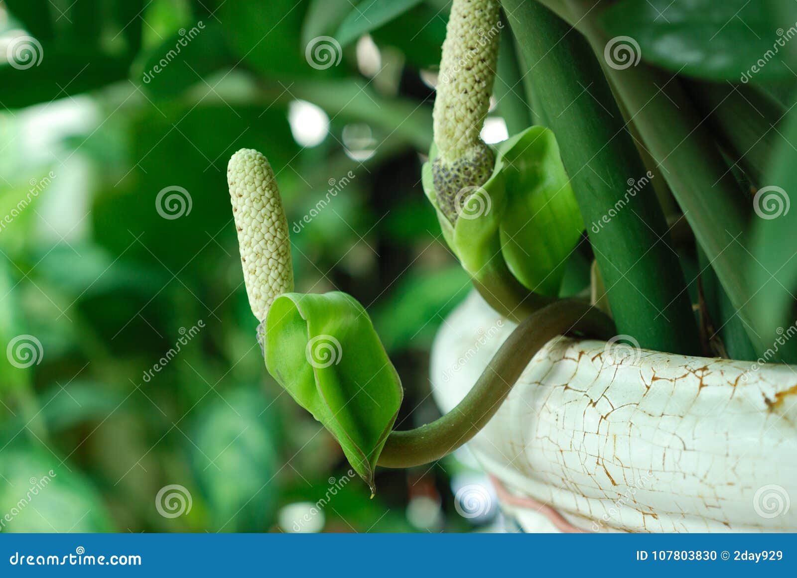 Flor Do Zamiifolia De Zamioculcas Foto de Stock - Imagem de verde,  tropical: 107803830
