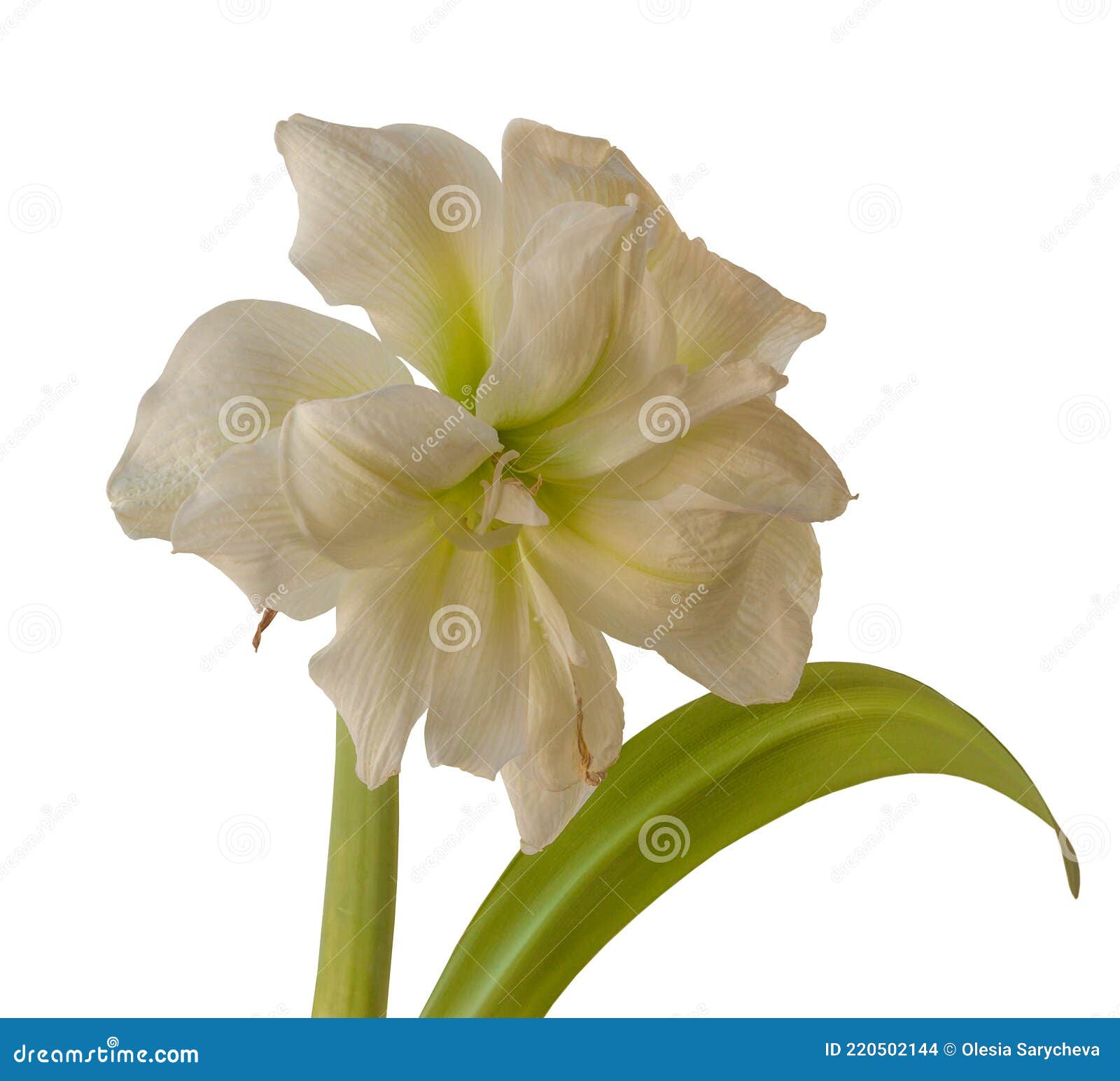 Flor Doble Amaryllis Hippeastrum Foto de archivo - Imagen de emergente,  delicado: 220502144