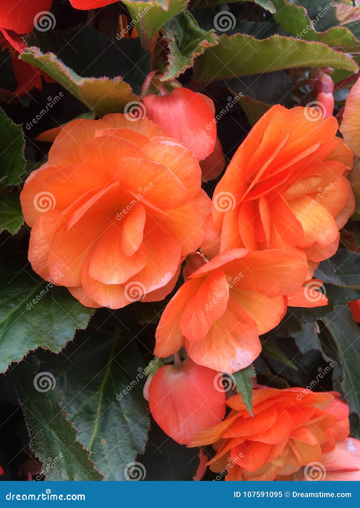 Flor doble de la begonia imagen de archivo. Imagen de begonia - 107591095