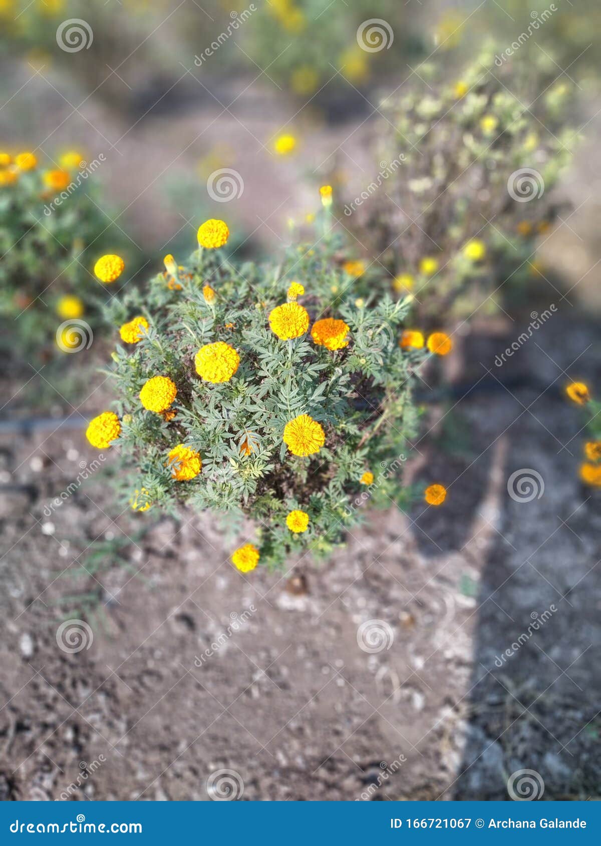 Flor Dourada Da Natureza Nos Agricultores Imagem de Stock - Imagem de seja,  pequeno: 166721067