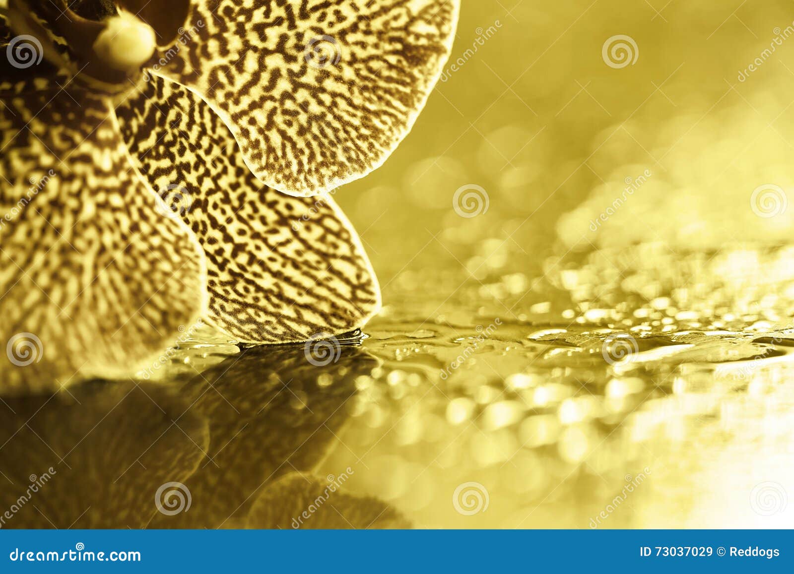 Flor dourada da orquídea imagem de stock. Imagem de flor - 73037029