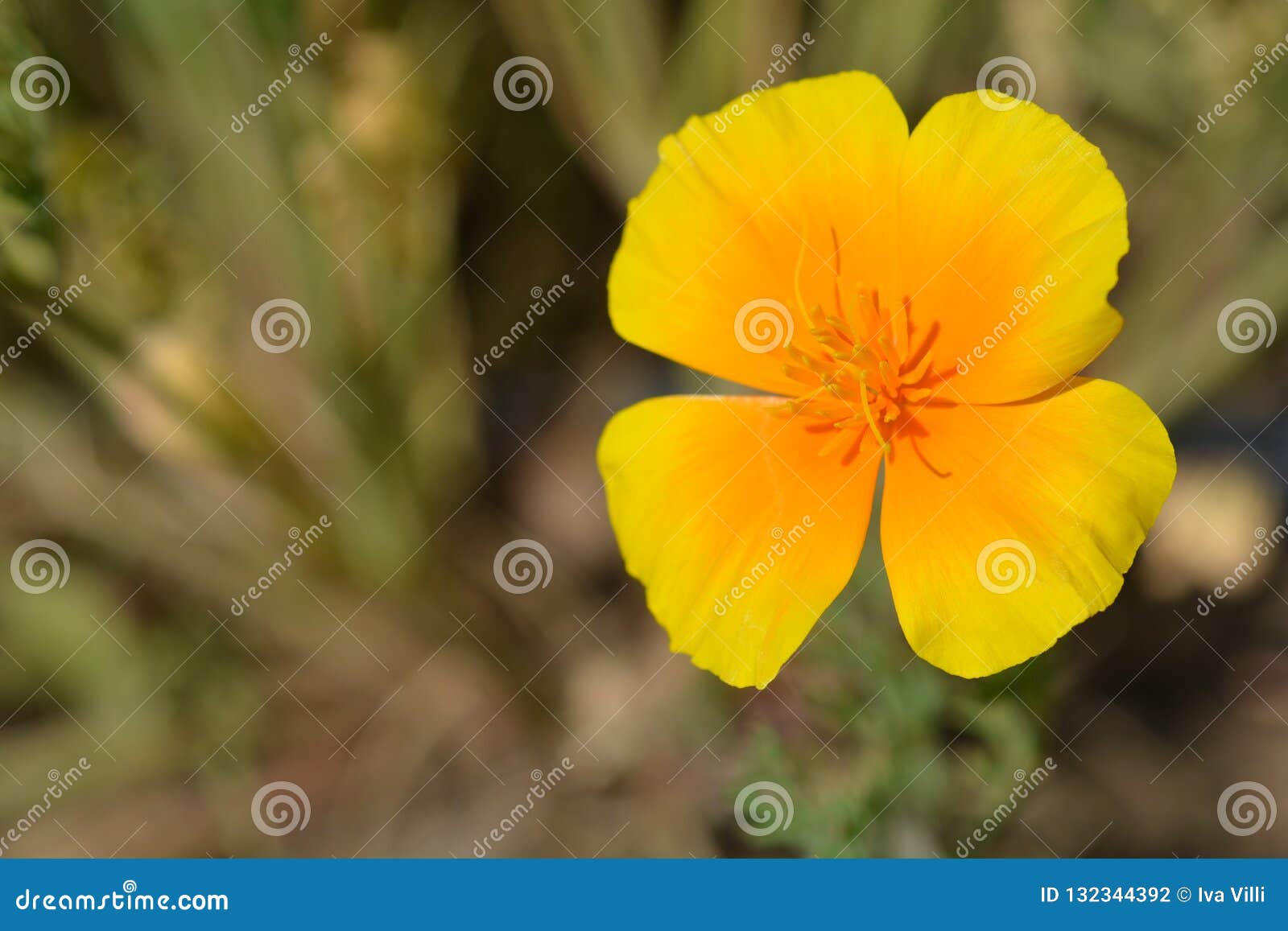 Flor dourada da papoila foto de stock. Imagem de californiano - 132344392