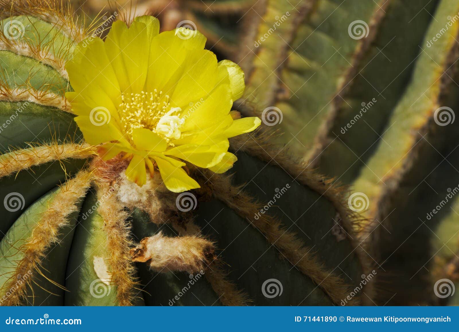 Flor Dourada Do Cacto Da Bola Foto de Stock - Imagem de macro, dourado:  71441890