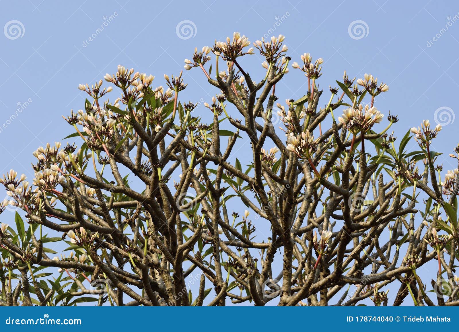 Flor E árvore De Jasmim Na índia Foto de Stock - Imagem de fragrância,  mola: 178744040