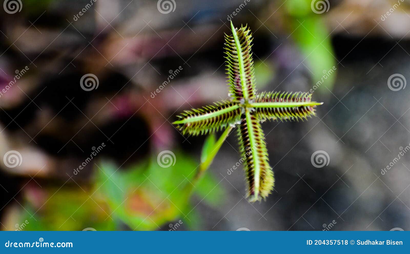 Flor Egipcia De Hierba De Aegyptium Hierbaje O Dactyloctenium De Araña Foto  de archivo - Imagen de planta, estrella: 204357518