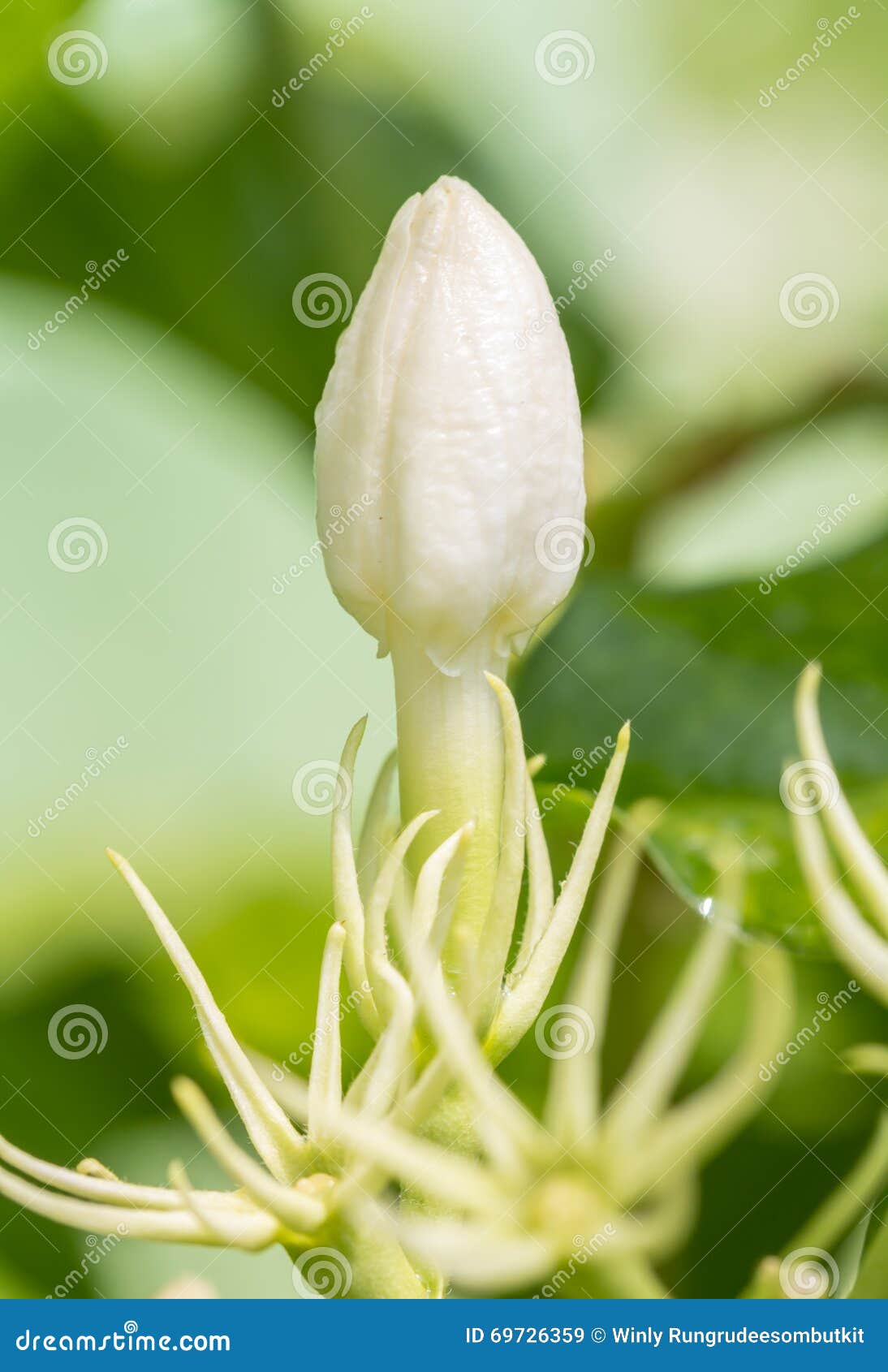 Flor Em Botão Branco, Jasmim (sambac L Do Jasminum ) Imagem de Stock -  Imagem de floral, fundo: 69726359