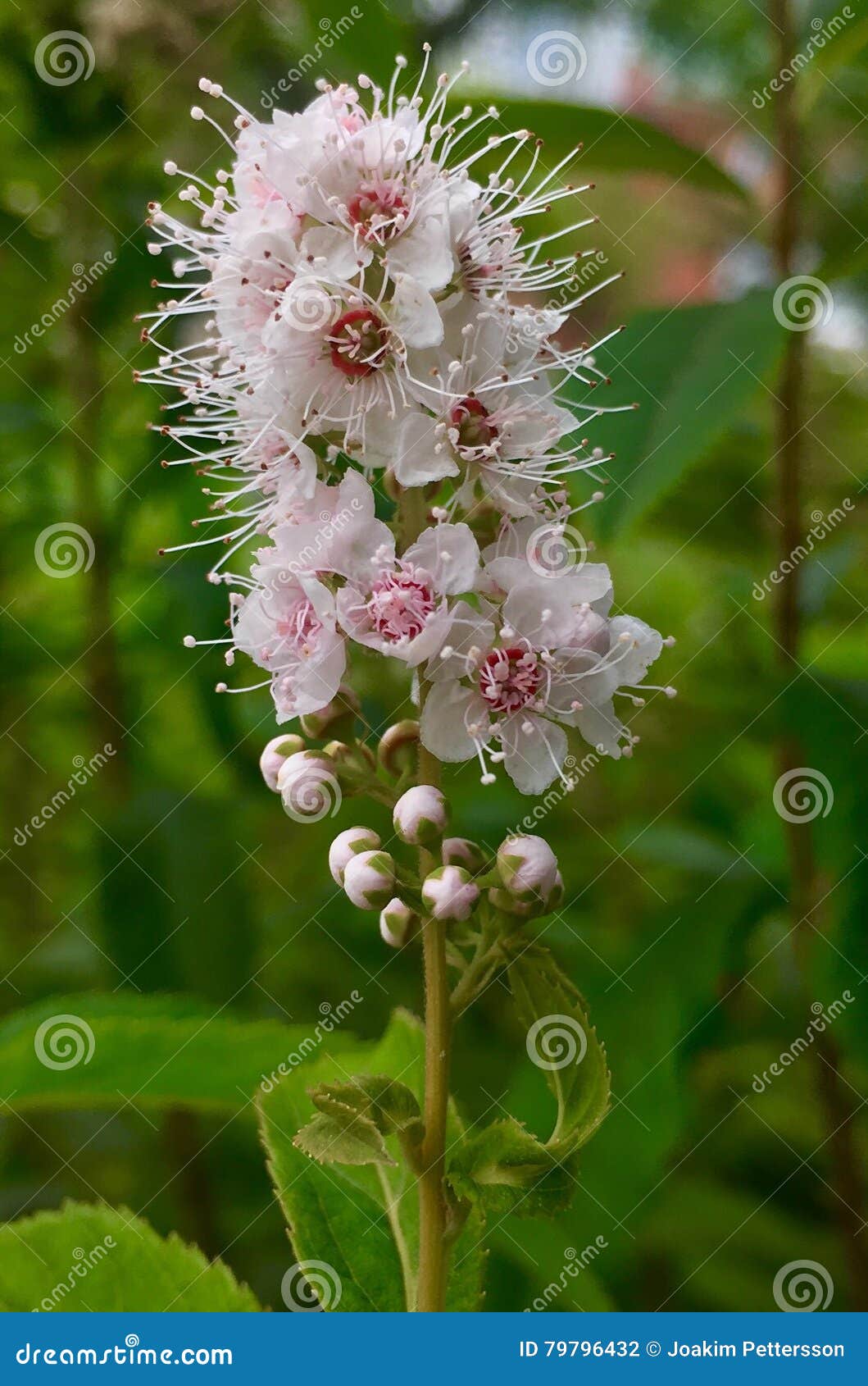 Flor de Setembro