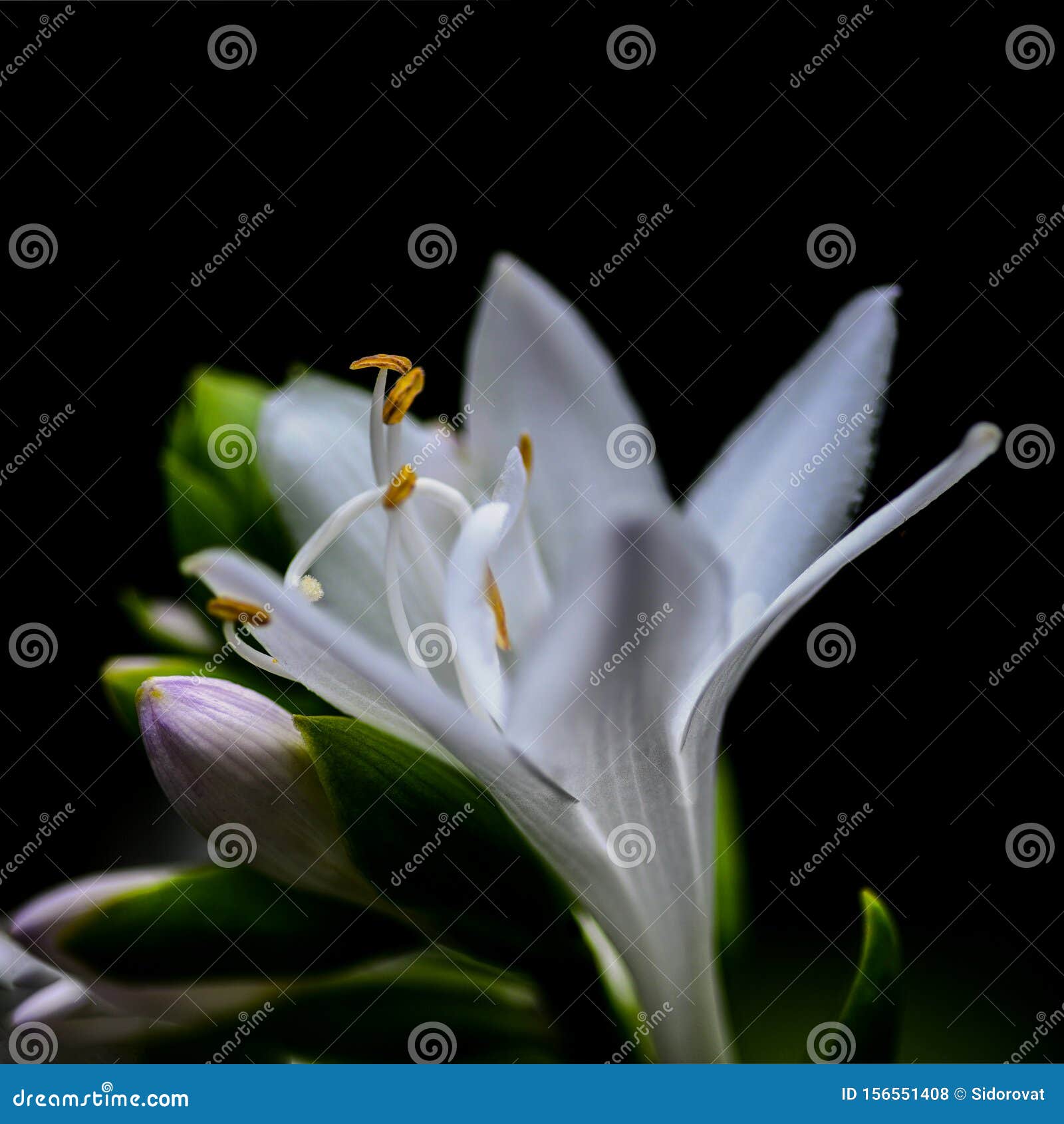 Flor En Forma De Campana Blanca Con Estampado Y Polen Sobre Fondo Negro  Foto de archivo - Imagen de balneario, flor: 156551408