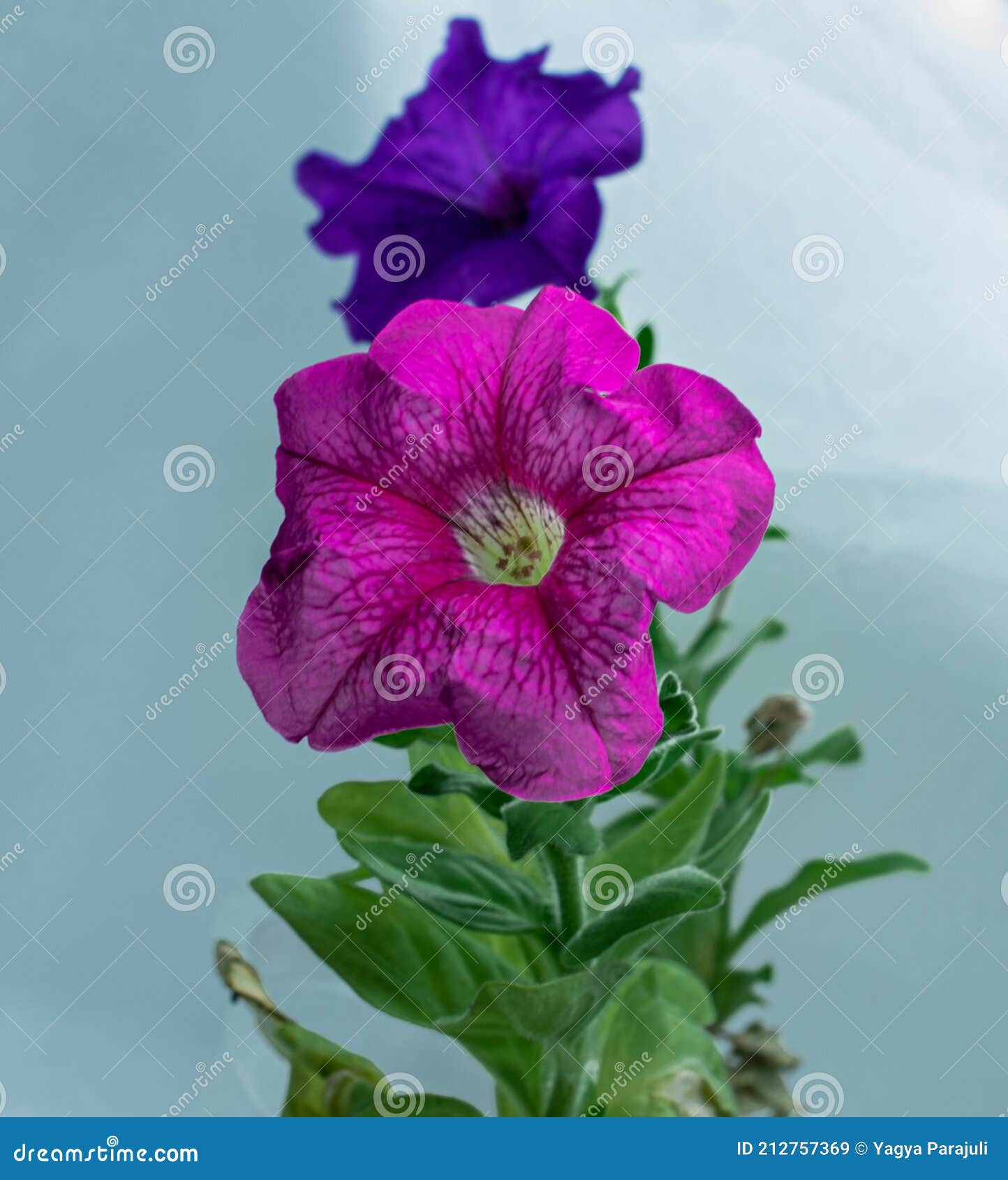 Flor En Forma De Campana De Surfinia Petunia Imagen de archivo - Imagen de fondo, travieso: 212757369 Flor En Forma De Campana De Surfinia Petunia Imagen de archivo - Imagen de fondo, travieso: 212757369