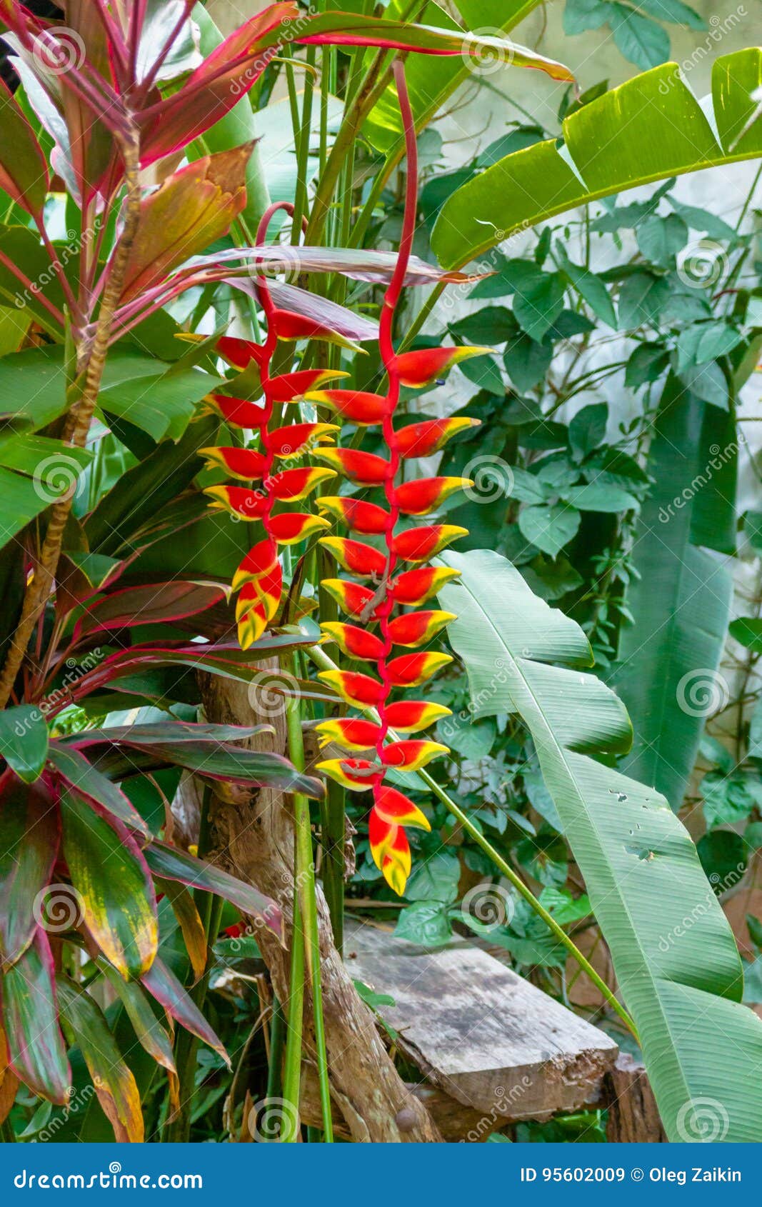 Flor en la selva imagen de archivo. Imagen de belleza - 95602009, image size:1067x1690