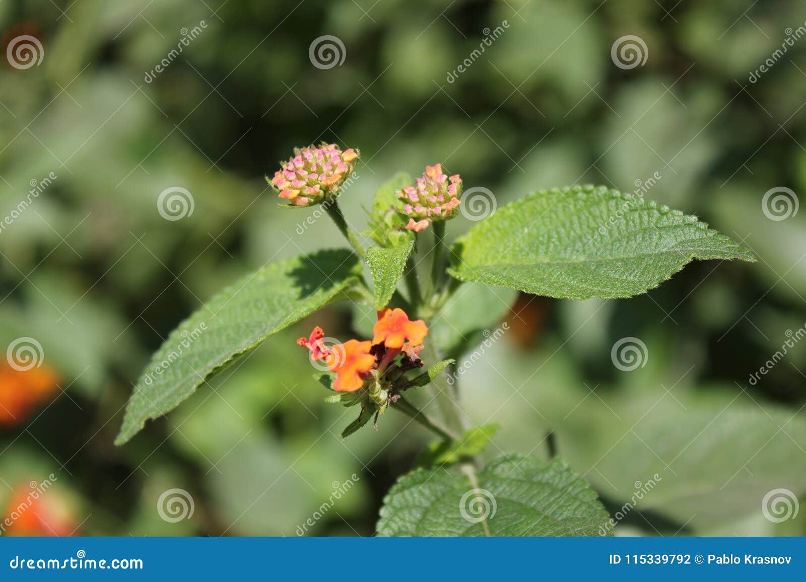 flor en primer plano con sus hojas