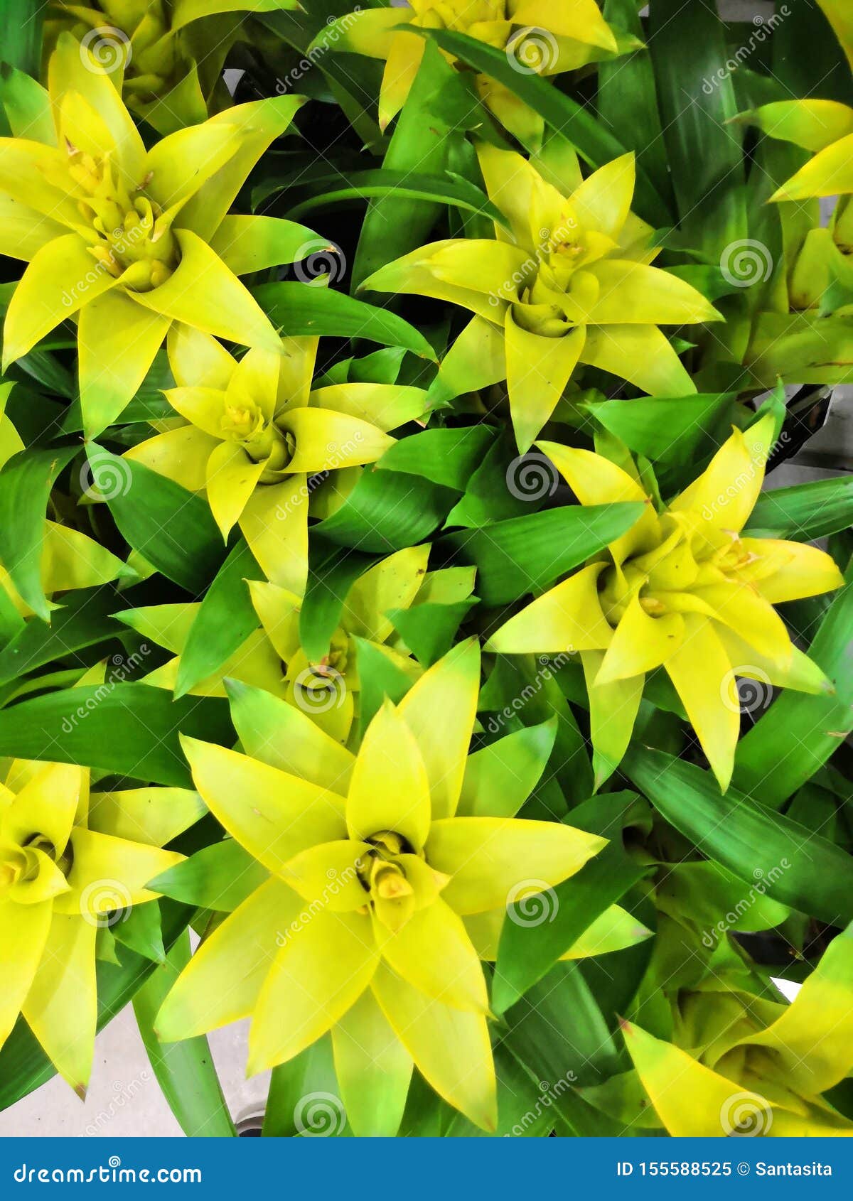 Flor Exótica De Bromélia Planta Amarela Canistropsis Billbergioides Imagem  de Stock - Imagem de interior, nave: 155588525