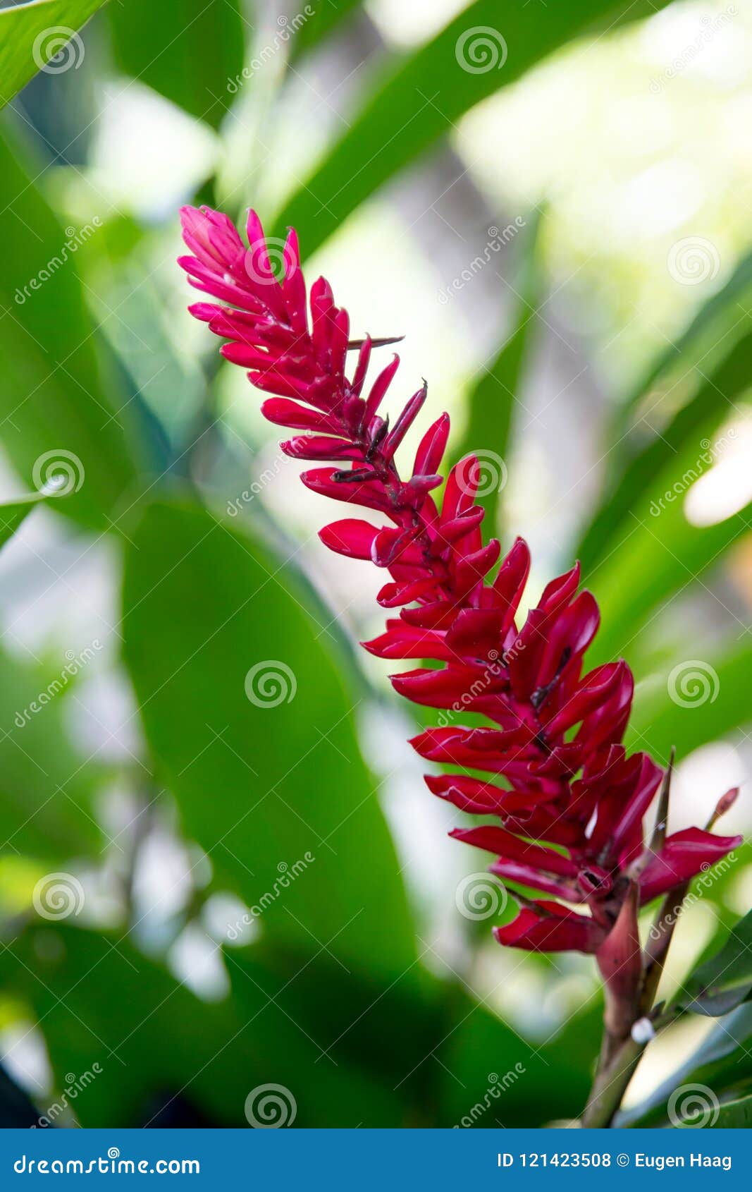 Flor Exótica Roja Con Muchas Hojas Verdes Foto de archivo - Imagen de verde, pétalo: 121423508 Flor Exótica Roja Con Muchas Hojas Verdes Foto de archivo - Imagen de verde, pétalo: 121423508