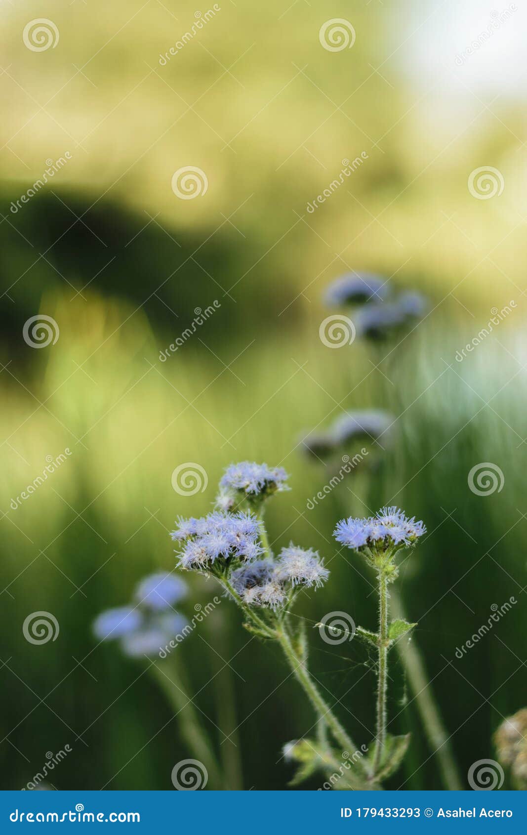 flor flores azules morado pÃÂ©talos
