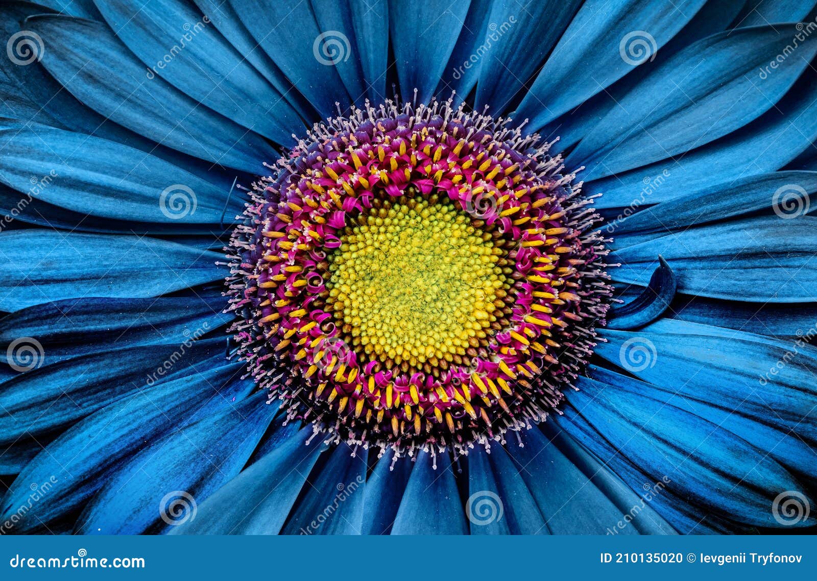 Flor Gerbera Cerca De Fondo Turquesa. Fotografía Macro. Flor Gerbera De  Tarjetas. Macro Floral Conceptual Romántica Natural Foto de archivo -  Imagen de moderno, nuevo: 210135020