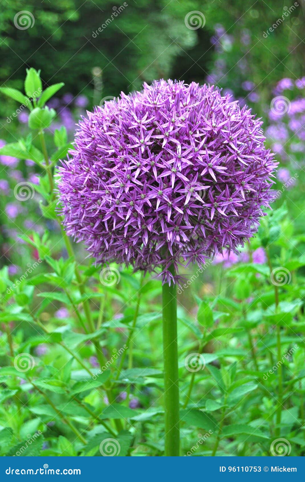 Flor Gigante Do Roxo Do Pompom Do Allium Imagem de Stock - Imagem de  jardim, grande: 96110753